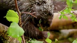 Animal Park - Summer 2021: Episode 4