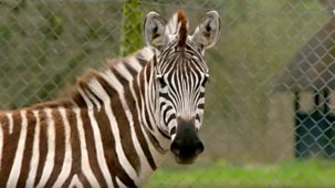 Animal Park - Summer 2021: Episode 6