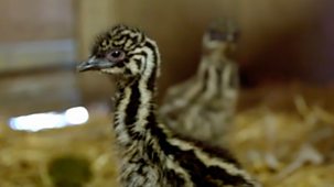 Animal Park - Summer 2021: Episode 9