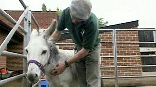 Animal farm mollie quotes image