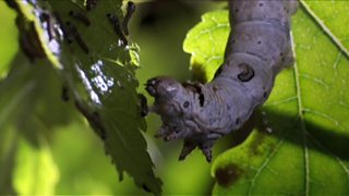 BBC Four - Insect Worlds, Them And Us, The World Of Silk