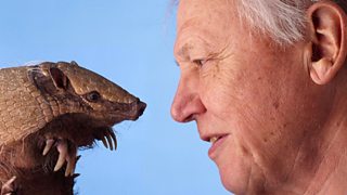 BBC One - The Life of Mammals