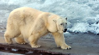 BBC One - Incredible Animal Journeys, In the Footsteps of the Ice Bear ...