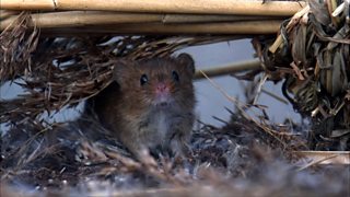 BBC Two Springwatch, 2010