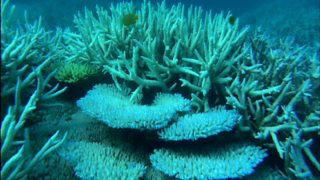 BBC Two - Great Barrier Reef