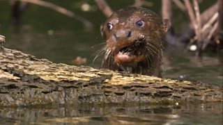 Bbc One Planet Earth Live Giant Otters