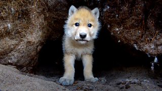 BBC Two - Snow Wolf Family and Me, Episode 1, Two 3-week old Arctic ...