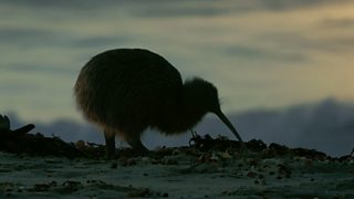 BBC Two - New Zealand: Earth's Mythical Islands - Who Ever Knew Kiwis ...