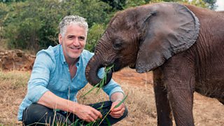 buchanan tusker elefante tagliola ferito soccorrono presenter recalls satao