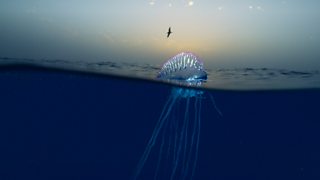 blue planet deep sea male fish serves now purpose
