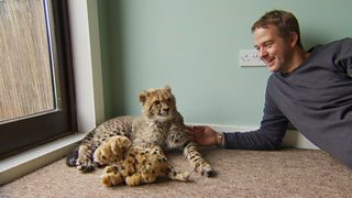 BBC Two Big Cats about the House