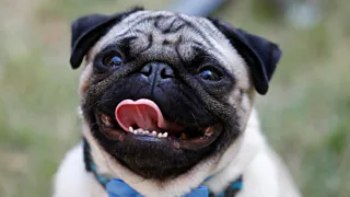 What's the problem with flat-faced dogs? BBC Newsround