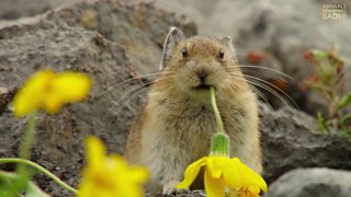 BBC One - Animals Behaving Badly