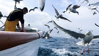 BBC Two - Cornwall: This Fishing Life