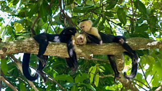 BBC Two - Chris Packham's Animal Einsteins, Series 1, Social Networkers, Do animals feel empathy? BBC Two - Chris Packham's Animal Einsteins, Series 1, Social Networkers, Do animals feel empathy?