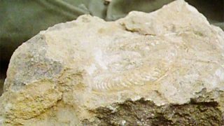 BBC Two - Lost Worlds, Vanished Lives, Magic in the Rocks, Mud fossils