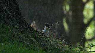 BBC Two - Winterwatch - Test your knowledge on the UK's birds of prey