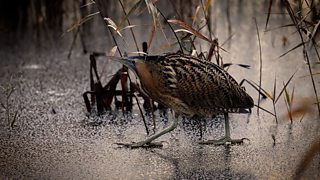 BBC Two - Winterwatch - Test your knowledge on the UK's birds of prey