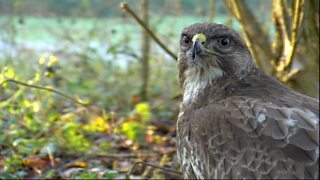 BBC Two - Winterwatch - Test your knowledge on the UK's birds of prey