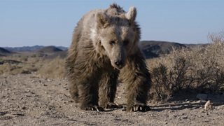 Watch rare Gobi bear's reaction to finding water