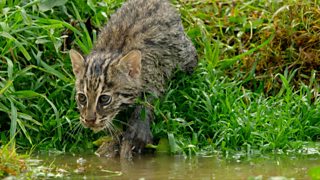 Watch kitten try to catch fish for the first time