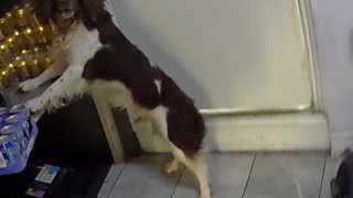 dog eats cigarettes WATCH NOW: PSA ... Dont let your eat cigarette butts Detection dog helps sniff out