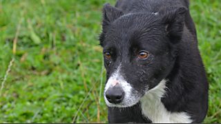 Bbc - One Man And His Dog - Matt With His Sheep Dog Puppy Bob