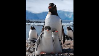 BBC Two - Natural World, 2014-2015, Penguin Post Office, Penguin Post ...