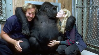 BBC One - Koko: The Gorilla Who Talks to People, In pictures...