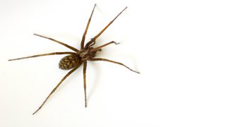 BBC Radio Ulster - Stories in Sound, The Secret Life of Spiders, Spider  Guide - Common House Spider