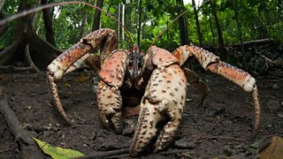 BBC Two - Natural World, 2018-2019, Nature's Biggest Beasts, Nature's ...