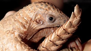 Bbc Two Natural World 2018 2019 Pangolins The World S Most Wanted Animal Pangolins The World S Most Wanted Animal Honey Bun And Maria