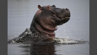 BBC Two - Natural World, 2019-2020, Hippos: Africa's River Giants ...