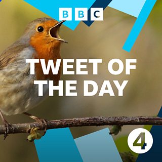 Tweet of the Day - Osprey - Osprey - BBC Sounds