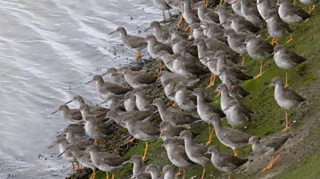 BBC - Autumnwatch Blog: How and where to see rooks roosting