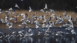 BBC - Autumnwatch Blog: How and where to see rooks roosting