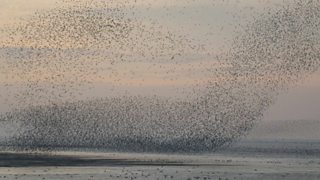 BBC - Autumnwatch Blog: How and where to see rooks roosting
