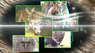 Caraid ùr do Stephanie, ach dè th' ann?