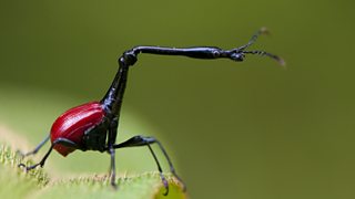 BBC Four - Minuscule: The Private Life of Insects