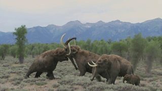 TV Blog: how to film animated creatures in the wild