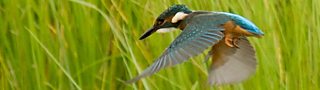 Autumnwatch blogs, quizzes and guests