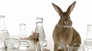 A rabbit and a rodent in a scientific laboratory