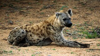 BBC Bitesize - National 5 English - Hyena - Revision 7