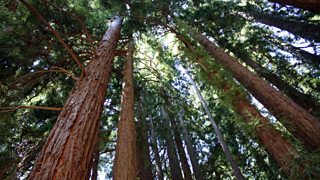 Tall Redwood trees