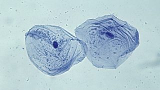 What Are Cells Cell Structure National 5 Biology Revision Bbc Bitesize