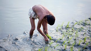 Rice farmer in Bangladesh
