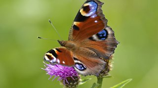 Sensational wildlife