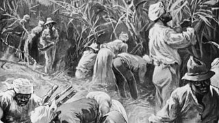 cane slaves plantations sugar work plantation british working caribbean bitesize bbc colonies history were britain jamaican sent cutters