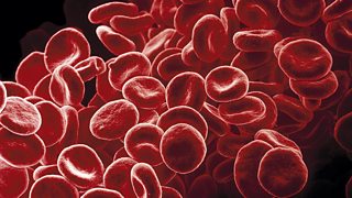 A picture of red blood cells. Each cell is circular with a dent in the centre