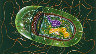 An illustration of a salmonella bacterium cell